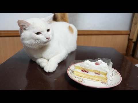 ちゃぶ台の上のいちごショートケーキ　251224 サムネイル