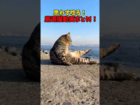 ううううっ可愛い🩷 猫 cat cats cute サムネイル