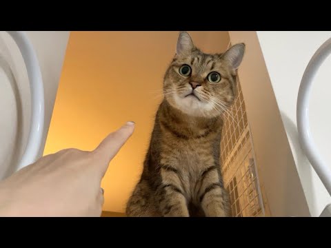 知らない人がやってくると毎度マネキンになってしまう猫 サムネイル