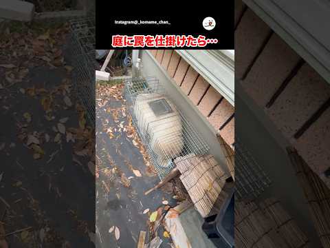 それはアナタの罠ではありません｜PECO サムネイル