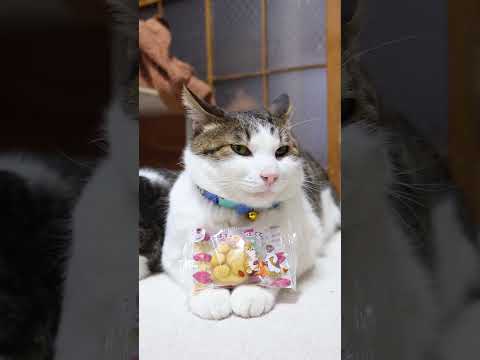 肉球すいーとぽてと　260222　のせ猫　ファミマ　 cat cute kitty　 kitten cutecat ね… サムネイル