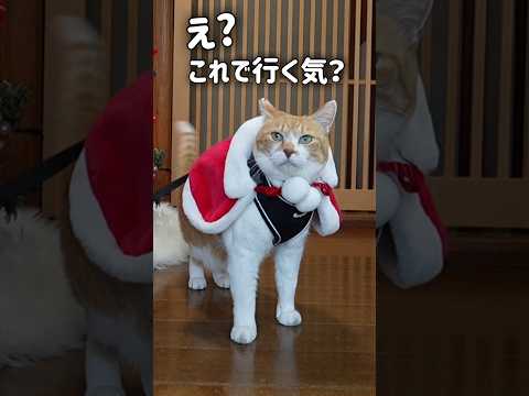 飼い主の趣味が理解できないサンタ猫　#元野良猫チャチャ #猫武将 #cat #ねこ #クリスマス