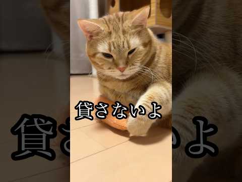 貸さないよ ねこ 蹴りぐるみ アメショ cat うめ サムネイル