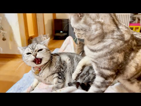 あいちゃんをめっちゃ怒らせちゃったクロくん。 サムネイル