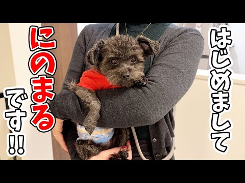 保護犬と子猫を初めて対面させてみたら、まさかのこうなった…！ サムネイル