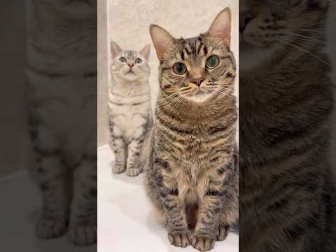 お風呂大好き猫と悶絶する飼主www cat 猫 サムネイル