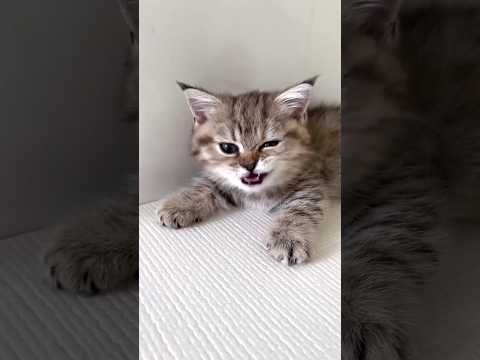 最高の癒し 猫 cat cats cute サムネイル