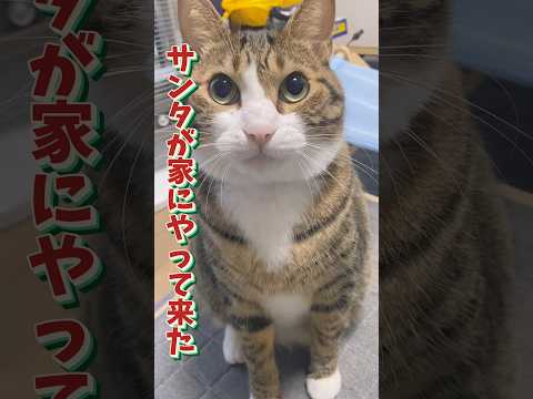 サンタが家にやって来た日cats shorts 球太 サンタ サムネイル
