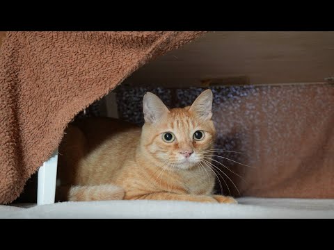 遊ぶチャトラ　260210 サムネイル