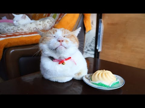 ちゃぶ台の上のピザまん　260204 サムネイル