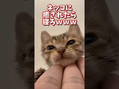 ネッコの動画で癒されたら寝ろｗｗｗ　2ch  動物  猫 癒やし ねこ動画 サムネイル