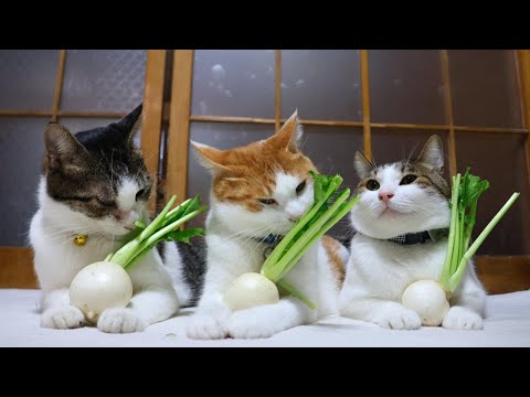 小蕪のせ猫　251229 サムネイル