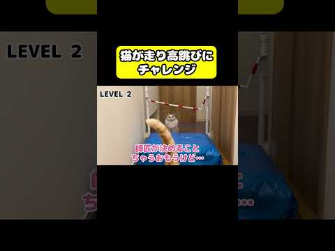 猫が走り高跳びにチャレンジ　猫 おもしろ アテレコ ニャンチューバーつくし サムネイル