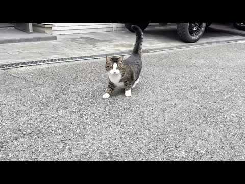 出掛けるお父さんはちょっと追いかけてお見送りする猫 サムネイル