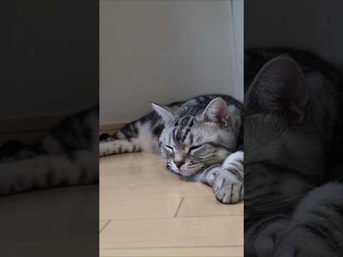 アメショーのラッテ アメショ ＃アメリカンショートヘア＃猫との暮らし猫と暮らす家猫 サムネイル