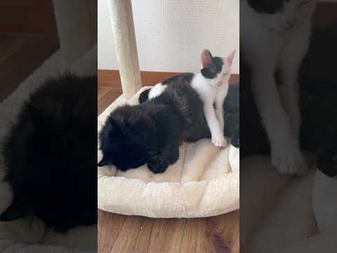 心臓マッサージする子猫 サムネイル