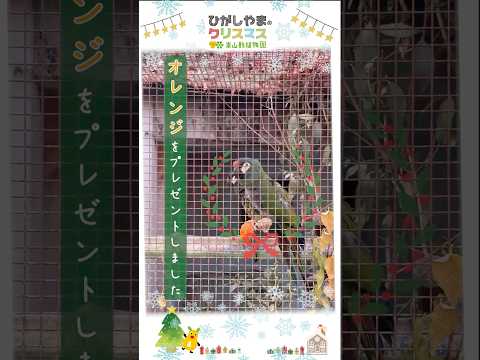 【東山動植物園公式】仲良し♡：ひがしやまのクリスマス2025《 《 アカビタイヒメコンゴウインコ　コンゴウインコ　イン… サムネイル