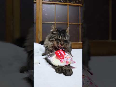 もちもち堂 あんこ＆いちご　260117　のせ猫　 cat cute ねこ　 ネコ 猫のいる暮らし　 猫　 かご猫… サムネイル