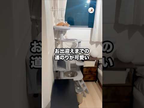 これは早く帰りたくなる☺️｜PECO サムネイル