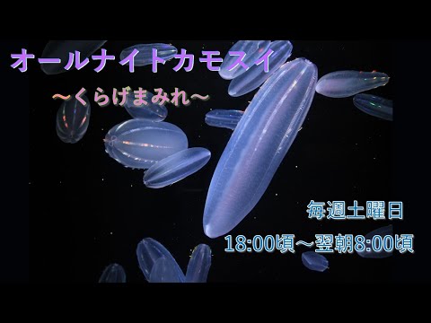 オールナイトカモスイ　～くらげまみれ～ 223　シンカイウリクラゲ サムネイル