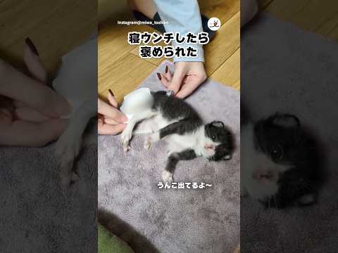 寝ウンチして褒められる子猫|PECO