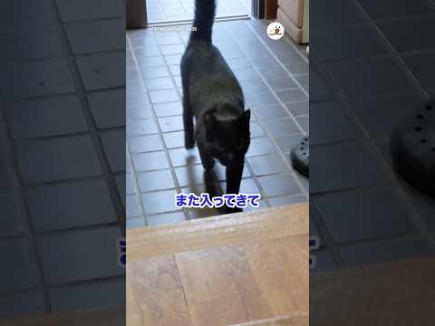 黒猫さん、なんでうちがいいの？｜PECO