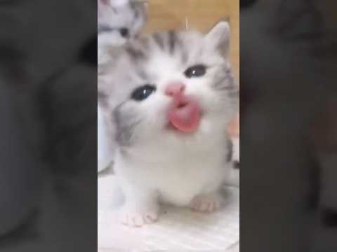 可愛い猫盛りだくさん🐈 #猫 #cat #cats #cute