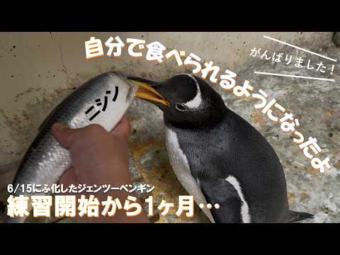 6/15ふ化🐣ジェンツーペンギン自分で食べられるようになったよ!
