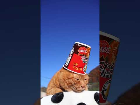 CoCo壱番屋監修 専門店のカレーラaーメン スパイシー　251221　#のせ猫　 #cat　 #ねこ　 #cute…