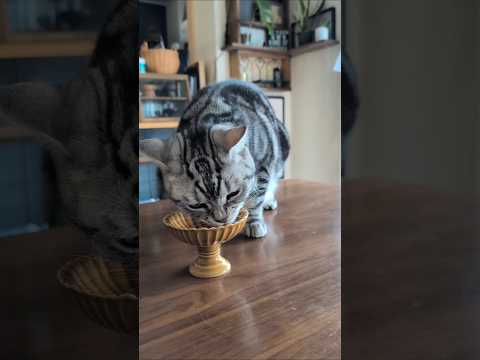 アメショーのラッテ アメショ アメリカンショートヘア 猫と暮らす家＃猫との暮らし猫 サムネイル