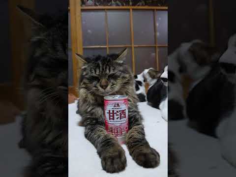 甘酒＜桃＞　260512　 cat のせ猫 cute　 甘酒 ねこ ネコ　 猫 ネコ　 猫のいる暮らし  長毛種 サムネイル
