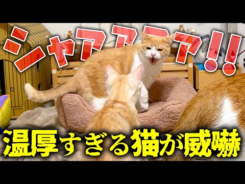 温厚で怒らないロビンが、初対面の子猫たちに威嚇してしまいました… サムネイル