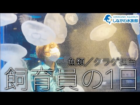 魚類チームの1日～クラゲ担当編～＠しながわ水族館 サムネイル