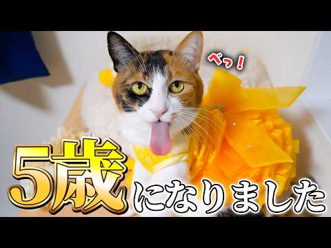 【祝】我が家のワガママお嬢様がついに5歳の誕生日を迎えました…！！！ サムネイル