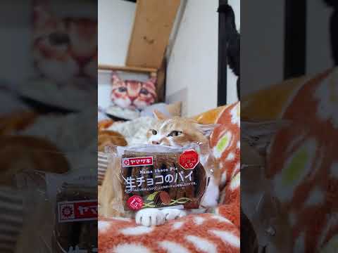 生チョコのパイ　260430　 cat のせ猫 cute　 生チョコのパイ　 kitty　 ねこ 　 ヤマザキ　ぱい 猫 サムネイル