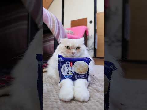 牧場しぼり ミルク　260226　のせ猫　 cat cute kitten　 猫のいる暮らし cutecat ねこ… サムネイル