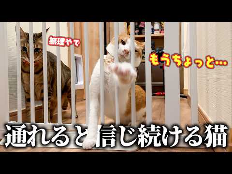 飼い主に会いたくて…。絶対に入れない隙間に体をねじ込もうとする猫 サムネイル