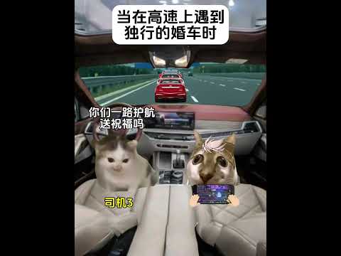 猫兄弟你只管走，你们的幸福我们来护 有趣 猫meme 猫meme剧场 猫meme小剧场 内容过于真实  故事 貓 猫猫…