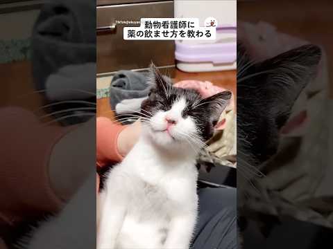 動物看護師の娘に教わる薬の飲ませ方｜PECO サムネイル