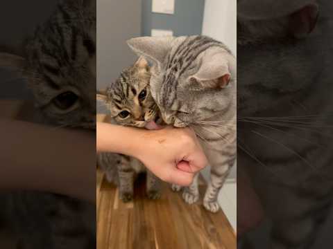 もふもふ猫たちと、猫好き飼主の日常www cat 猫