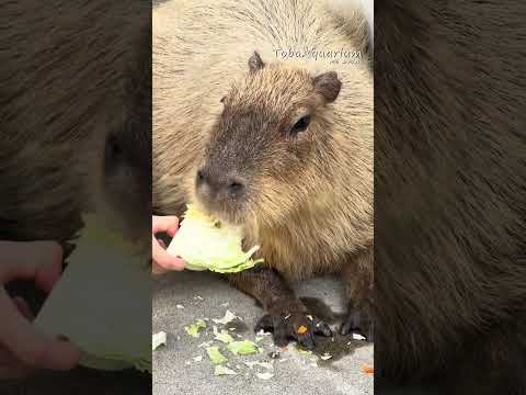 もぐもぐのち、うとうと。鳥羽水族館 カピバラ ミー