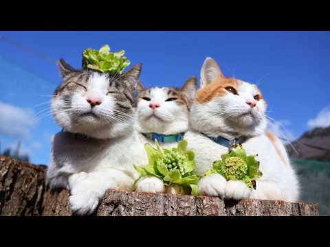 ばっけ　のせ猫　2026　260326 サムネイル