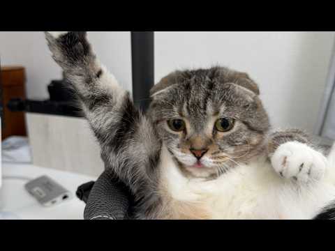 デスクハンモックを猫が気に入りすぎて降りてこなくなってお手上げでごわす🤣🤣🤣 サムネイル