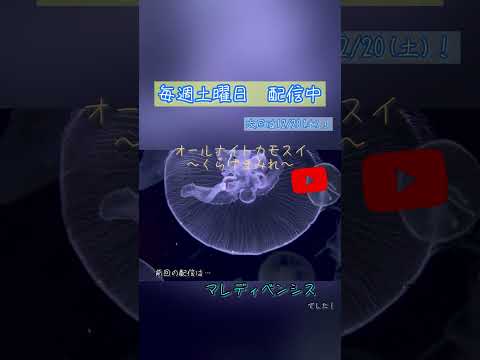 話題の第231回！くらげまみれの魅力を楽しむオールナイトカモスイ