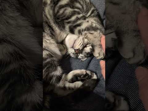 アメショーのラッテ アメショ アメリカンショートヘア 猫と暮らす家猫との暮らし猫 サムネイル