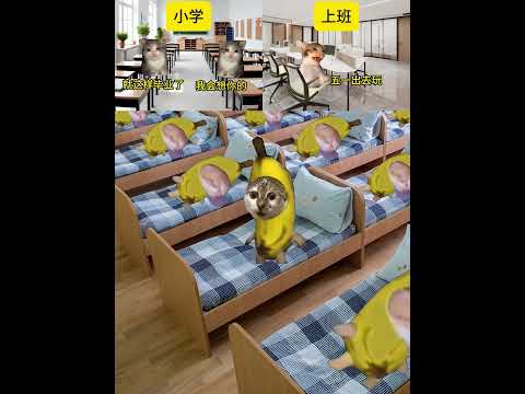 你希望是现实还是梦 有趣 猫meme 猫meme剧场 猫meme小剧场 内容过于真实  故事 貓 猫猫meme小剧场…