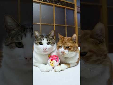 苺ショートケーキ大福　251221　#のせ猫　 #cat　 #ねこ　 #cute　 #猫のいる暮らし　 #ネコ　 #k…