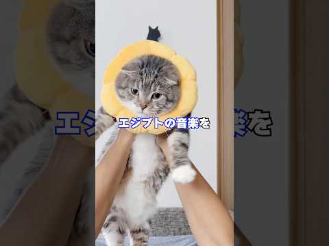 猫にエジプトの音楽を聴かせると神だった頃の記憶を思い出すってほんと？やってみた結果🤣🤣🤣 猫 サムネイル
