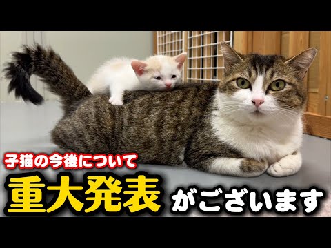 子猫の今後について大切なお話があります サムネイル