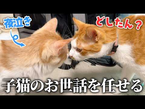夜泣きがひどい子猫たちのお世話をチップに任せてみたら最高の結果になりました…！！ サムネイル